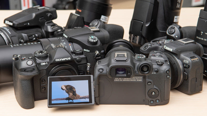 Best Camera for Bird Photography and Wildlife Travel