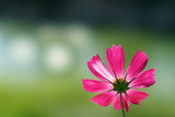 Sony FE 100mm f/2.8 STF GM OSS Lens (SEL100F28GM)