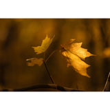 Sigma 56mm f/1.4 DC DN Contemporary Lens (Canon RF)