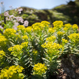 Sigma 12mm F1.4 DC Contemporary (Sony E)