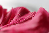 Canon EF 100mm f/2.8 L IS USM Macro Lens