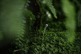 Nikon Z MC 105mm f/2.8 VR S Macro Lens