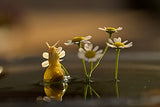 Nikon Z MC 105mm f/2.8 VR S Macro Lens