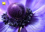 Nikon Z MC 50mm f/2.8 Macro Lens (Retail)+SB5000 (Retail)