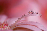 Sony FE 90mm F2.8 Macro G OSS (SEL90M28G)