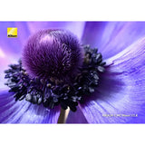 Nikon Z MC 50mm f/2.8 Macro Lens (Retail)+SB5000 (Retail) - Brand New / Sealed Box / Full Warranty / TBC / JMA603DA