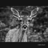 Panasonic Leica DG Vario-Elmar 100-400mm F/4-6.3 II ASPH. POWER O.I.S. Lens (H-RSA100400) (Special) - Norwich Cameras